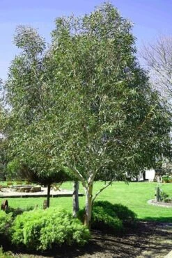 Snow Day Cold Hardy Eucalyptus Tree (Eucalyptus Gregsoniana) - 3 Gallon Pot -Garden Plants Shop Eucalyptus Snow Day 2 1
