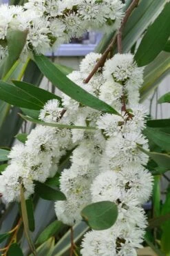 Snow Day Cold Hardy Eucalyptus Tree (Eucalyptus Gregsoniana) - 1 Gallon Pot -Garden Plants Shop Eucalyptus Snow Day 5
