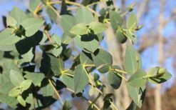 Cab Sav Cold Hardy Eucalyptus Tree (Eucalyptus Rubida) - 2 Gallon Pot 10 Cab Sav Cold Hardy Eucalyptus Tree (Eucalyptus Rubida) - 2 Gallon Pot -Garden Plants Shop Eucalyptus Tree Cab Sav Rubida
