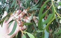 Grace Cold Hardy Eucalyptus Tree (Eucalyptus Elliptica) - 2 Gallon Pot 10 Grace Cold Hardy Eucalyptus Tree (Eucalyptus Elliptica) - 2 Gallon Pot -Garden Plants Shop Eucalyptus Tree Grace White Gum Elliptica 1