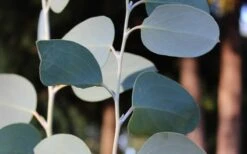 Mappa Tassie Cold Hardy Eucalyptus Tree (Eucalyptus Pauciflora) - 1 Gallon Pot 11 Mappa Tassie Cold Hardy Eucalyptus Tree (Eucalyptus Pauciflora) - 1 Gallon Pot -Garden Plants Shop Eucalyptus Tree Mappa Tassie Pauciflora Snow Gum