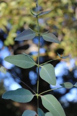 Grace Cold Hardy Eucalyptus Tree (Eucalyptus Elliptica) - 3 Quart Pot -Garden Plants Shop Eucalytptus Grace BS