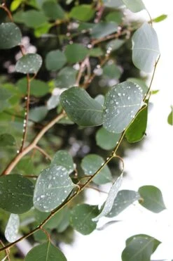 Lucky Country Cold Hardy Eucalyptus Tree (Eucalyptus Camphora) - 3 Gallon Pot -Garden Plants Shop Eucalytptus Lucky Country BS 1