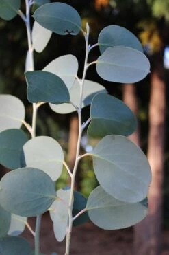 Mappa Tassie Cold Hardy Eucalyptus Tree (Eucalyptus Pauciflora) - 1 Gallon Pot 13 Mappa Tassie Cold Hardy Eucalyptus Tree (Eucalyptus Pauciflora) - 1 Gallon Pot -Garden Plants Shop Eucalytptus Mappa Tassie BS