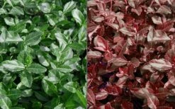 Purple Wintercreeper (Euonymus Fortunei 'Coloratus') - 36 Pack Of Pint Pots -Garden Plants Shop Euonymus Coloratus Purple Winter Creeper 50 1