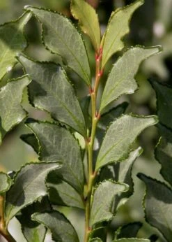 Eurya Japonica 'Moutiers' - 3 Gallon Pot -Garden Plants Shop Eurya Japonica Moutiers 1