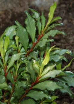 Eurya Japonica 'Moutiers' - 3 Gallon Pot -Garden Plants Shop Eurya Japonica Moutiers 5