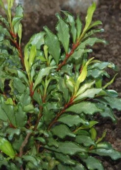 Eurya Japonica 'Moutiers' - 3 Gallon Pot -Garden Plants Shop Eurya Japonica Moutiers 6