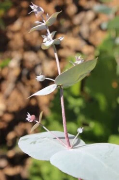 Maggie Cold Hardy Eucalyptus Tree (Eucalyptus Nova Anglica) - 1 Gallon Pot 11 Maggie Cold Hardy Eucalyptus Tree (Eucalyptus Nova Anglica) - 1 Gallon Pot -Garden Plants Shop Eusalyptus Maggie 1 500x750 1