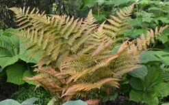 Autumn Fern - Dryopteris Erythrosora - 6 Pack Of 1 Gallon Pots -Garden Plants Shop Fern Autumn 1