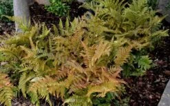 Autumn Fern - Dryopteris Erythrosora - 6 Pack Of 1 Gallon Pots -Garden Plants Shop Fern Autumn 2