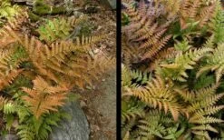Autumn Fern - Dryopteris Erythrosora - 6 Pack Of 1 Gallon Pots -Garden Plants Shop Fern Autumn 4