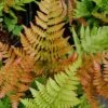 Autumn Fern - Dryopteris Erythrosora - 6 Pack Of 1 Gallon Pots -Garden Plants Shop Fern Autumn 500x750 1