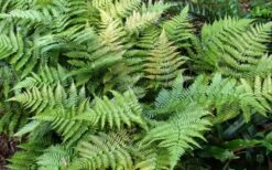 Autumn Fern - Dryopteris Erythrosora - 6 Pack Of 1 Gallon Pots -Garden Plants Shop Fern Autumn Summer