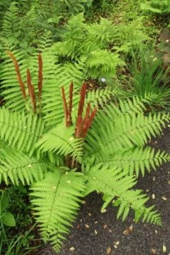 Cinnamon Fern (Osmunda Cinnamomea) - 6 Pack Of 1 Gallon Pots -Garden Plants Shop Fern Cinnamon 20
