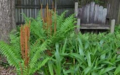 Cinnamon Fern (Osmunda Cinnamomea) - 6 Pack Of 1 Gallon Pots -Garden Plants Shop Fern Cinnamon 22