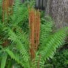 Cinnamon Fern (Osmunda Cinnamomea) - 6 Pack Of 1 Gallon Pots -Garden Plants Shop Fern Cinnamon 23