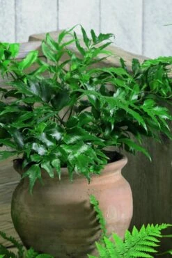 Japanese Holly Fern - Cyrtomium Falcatum 'Rochfordianum' - 2.5 Quart Pot -Garden Plants Shop Fern Japanese Holly 8