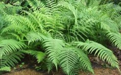Southern Wood Fern (Thelypteris Kunthii) 2.5 Quart Pot -Garden Plants Shop Fern Southern Wood Kunthii 3