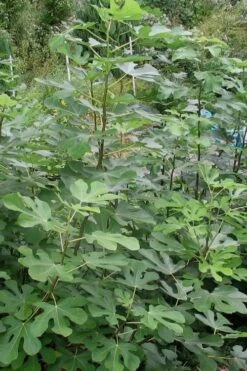 Black Mission Fig Tree - 1 Gallon Pot 10 Black Mission Fig Tree - 1 Gallon Pot -Garden Plants Shop Fig Black Mission 5