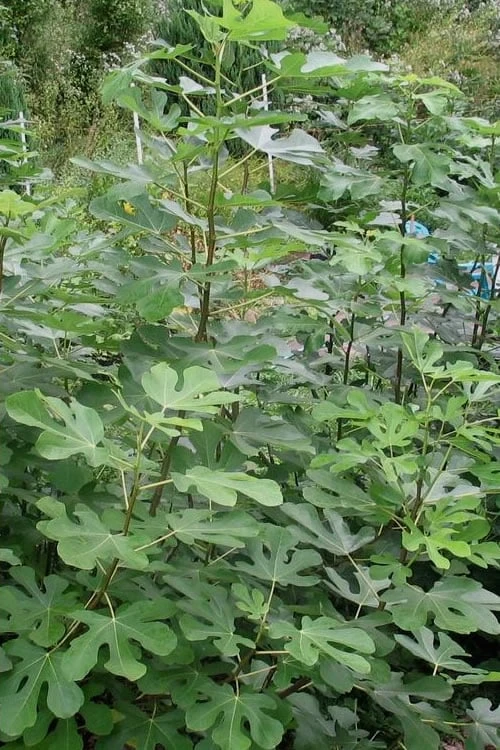 Black Mission Fig Tree - 1 Gallon Pot 6 Black Mission Fig Tree - 1 Gallon Pot - Image 4