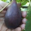 Black Mission Fig Tree - 1 Gallon Pot -Garden Plants Shop Fig Black Mission 500x750 1