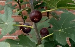 Chicago Cold Hardy Fig Tree - 5 Gallon Pot -Garden Plants Shop Fig Chicago Cold Hardy