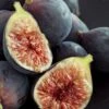 Chicago Cold Hardy Fig Tree - 5 Gallon Pot -Garden Plants Shop Fig Chicago Cold Hardy Rev 2 500x750 1