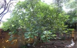 Texas Everbearing Fig Tree - 1 Gallon Pot -Garden Plants Shop Fig Texas Everbearing 12 1