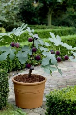 Texas Everbearing Fig Tree - 1 Gallon Pot -Garden Plants Shop Fig Texas Everbearing 13 1