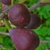 Texas Everbearing Fig Tree - 3 Gallon Pot 1 Texas Everbearing Fig Tree - 3 Gallon Pot -Garden Plants Shop Fig Texas Everbearing 2 500x750 1