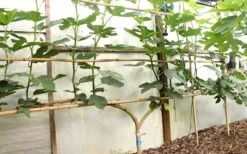 Texas Everbearing Fig Tree - 3 Gallon Pot 16 Texas Everbearing Fig Tree - 3 Gallon Pot -Garden Plants Shop Fig Texas Everbearing 6