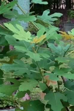 Texas Everbearing Fig Tree - 3 Gallon Pot 17 Texas Everbearing Fig Tree - 3 Gallon Pot -Garden Plants Shop Fig Texas Everbearing 7