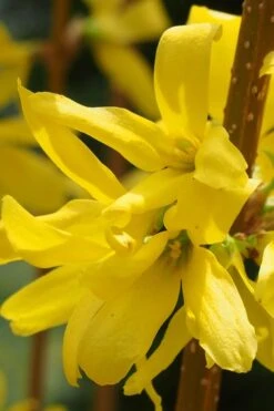 Believe It Or Not Forsythia - 2 Gallon Pot -Garden Plants Shop Forsythia Lynwood Gold Rev 2 500x750 1