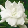 August Beauty Gardenia - 6 Pack Of 1 Gallon Pots -Garden Plants Shop Gardenia August Beauty 5 500x750 2