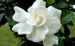 August Beauty Gardenia - 6 Pack Of 1 Gallon Pots -Garden Plants Shop Gardenia August Beauty Flower Closeup 1