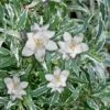 Variegated Creeping Dwarf Gardenia - 1 Gallon Pot 1 Variegated Creeping Dwarf Gardenia - 1 Gallon Pot -Garden Plants Shop Gardenia Creeping Variegated Rev 500x750 1