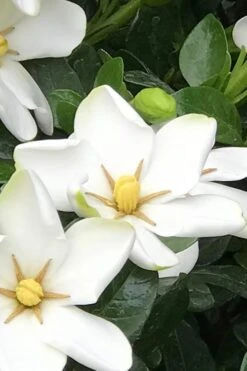 Hardy Fragrant Daisy Gardenia Bush - 1 Gallon Pot 12 Hardy Fragrant Daisy Gardenia Bush - 1 Gallon Pot -Garden Plants Shop Gardenia Daisy 21