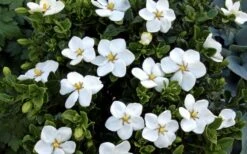 Hardy Fragrant Daisy Gardenia Bush - 1 Gallon Pot 15 Hardy Fragrant Daisy Gardenia Bush - 1 Gallon Pot -Garden Plants Shop Gardenia Daisy Blooms