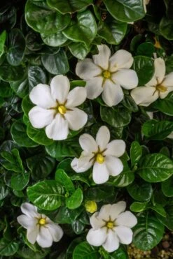 Diamond Spire Gardenia - 2 Gallon Pot -Garden Plants Shop Gardenia Diamond Spire 2