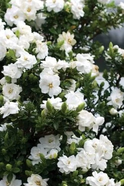 Double Mint Gardenia - 2 Gallon Pot -Garden Plants Shop Gardenia Double Mint 2