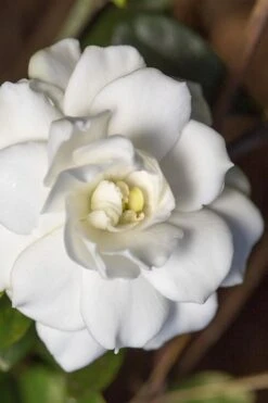 Double Mint Gardenia - 2 Gallon Pot