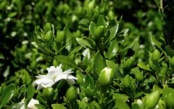 Double Mint Gardenia - 2 Gallon Pot -Garden Plants Shop Gardenia Double Mint 7