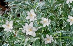 Variegated Creeping Dwarf Gardenia - 1 Gallon Pot -Garden Plants Shop Gardenia Dwarf Radicans Variegated 3