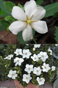 Hardy Fragrant Daisy Gardenia Bush - 1 Gallon Pot 14 Hardy Fragrant Daisy Gardenia Bush - 1 Gallon Pot -Garden Plants Shop Gardenia Hardy Daisy 500x750 1
