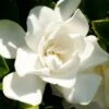 Jubilation Gardenia - 5 Gallon Pot -Garden Plants Shop Gardenia Jubilation BS 4