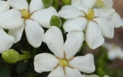 ScentAmazing Gardenia - 2 Gallon Pot -Garden Plants Shop Gardenia Scentamazing 20 1