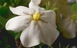 ScentAmazing Gardenia - 1 Gallon Pot -Garden Plants Shop Gardenia Scentamazing Closeup