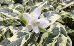 Variegated August Beauty Gardenia - 3 Gallon Pot -Garden Plants Shop Gardenia Variegated 1 1