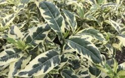 Variegated August Beauty Gardenia - 3 Gallon Pot -Garden Plants Shop Gardenia Variegated 2 1
